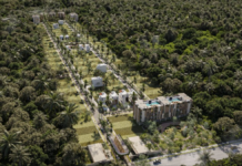 Ten real estate projects halted due to jungle devastation in Puerto Morelos