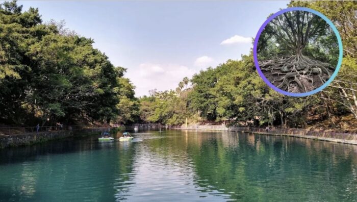 The Secret Chapultepec of Morelos: A Hidden Park with Natural Springs and Centuries-Old Trees